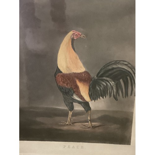 483 - A set of 3 mahogany and glazed framed prints, Cock Fighting, 