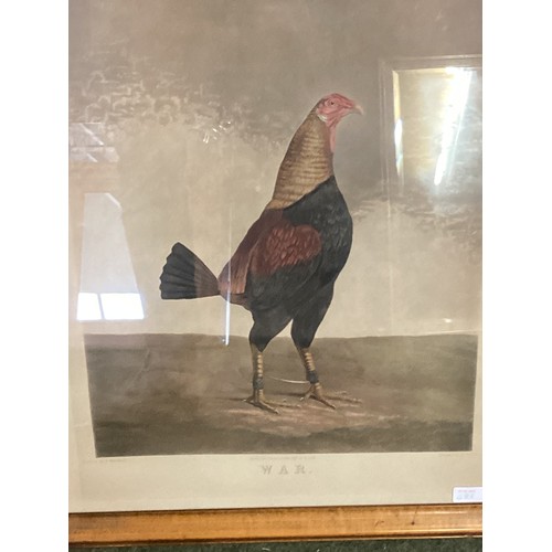 483 - A set of 3 mahogany and glazed framed prints, Cock Fighting, 