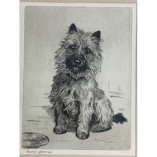 476 - Two framed and glazed prints of terrier dogs, signed in pencil Marion Harvey (Marion Rodger Hamilton... 