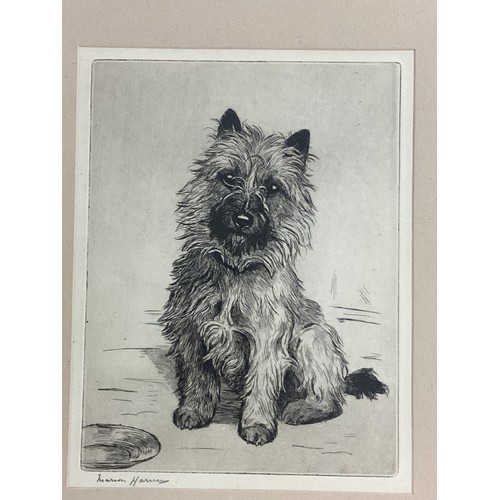 476 - Two framed and glazed prints of terrier dogs, signed in pencil Marion Harvey (Marion Rodger Hamilton... 