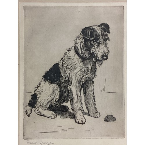 476 - Two framed and glazed prints of terrier dogs, signed in pencil Marion Harvey (Marion Rodger Hamilton... 