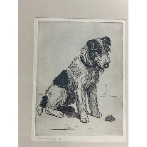 476 - Two framed and glazed prints of terrier dogs, signed in pencil Marion Harvey (Marion Rodger Hamilton... 