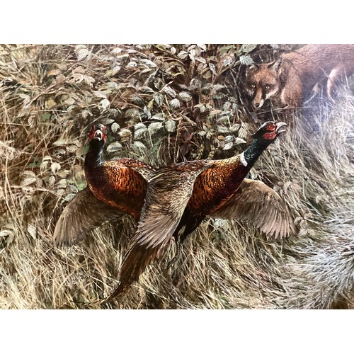 444 - A gilt frame study, signed lower left Beresford Hill, two Cock Pheasants and Fox, 58 x 89cm