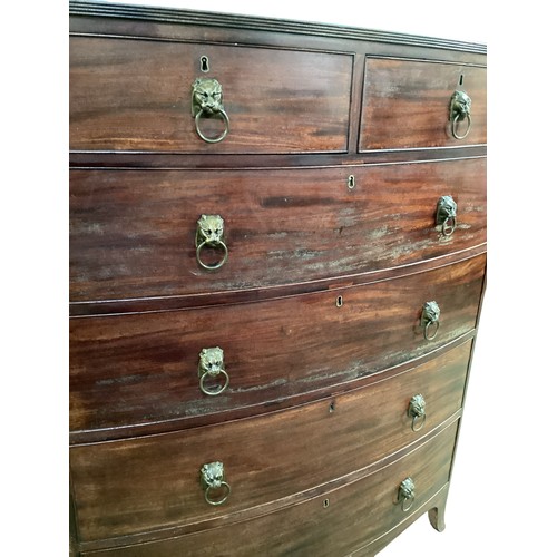 586 - A good bow fronted mahogany chest of two short and four long drawers with lion head ring handles.  1... 