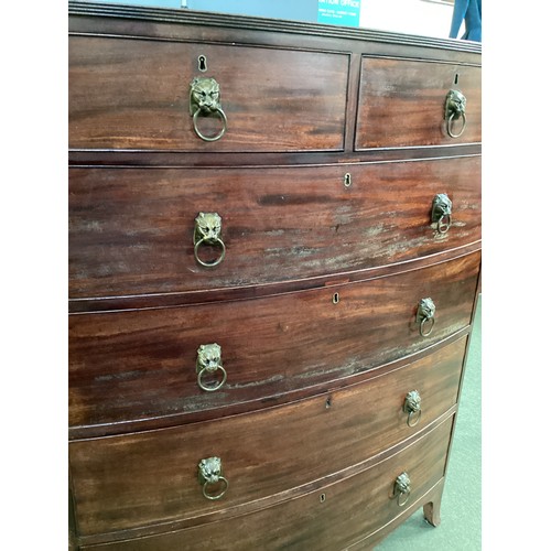 586 - A good bow fronted mahogany chest of two short and four long drawers with lion head ring handles.  1... 