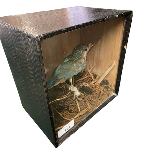 314 - A small taxidermy model of a Kingfisher in a glass display case approx 19cm X 19cm x 13cm