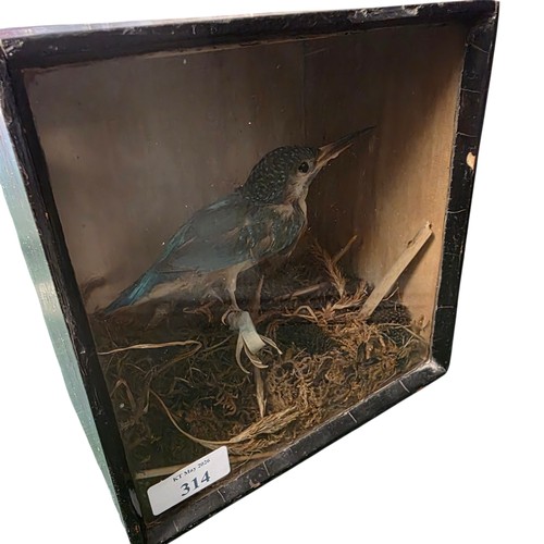 314 - A small taxidermy model of a Kingfisher in a glass display case approx 19cm X 19cm x 13cm
