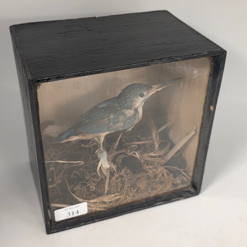314 - A small taxidermy model of a Kingfisher in a glass display case approx 19cm X 19cm x 13cm