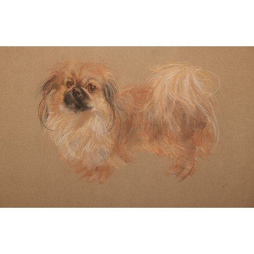 453 - Two x Neil Forster (1939-2016), Pekinese
pastel, and Pekinese Puppy
pastel, 28 x 42 cm, 20.5 x 40 cm