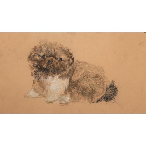 453 - Two x Neil Forster (1939-2016), Pekinese
pastel, and Pekinese Puppy
pastel, 28 x 42 cm, 20.5 x 40 cm
