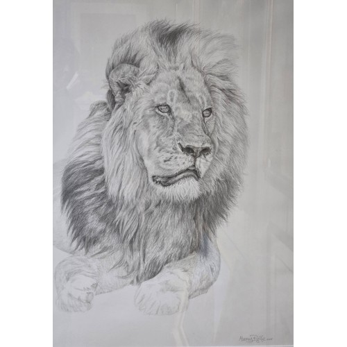449 - Murray Ralfe (XX-XXI), Lion, Pencil on paper, signed, framed and glazed