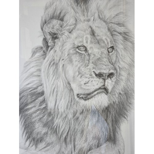 449 - Murray Ralfe (XX-XXI), Lion, Pencil on paper, signed, framed and glazed