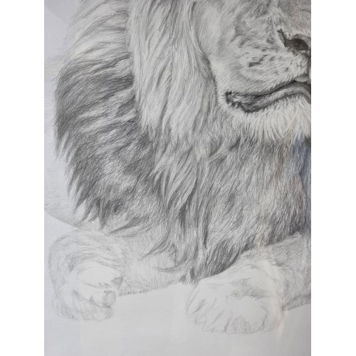 449 - Murray Ralfe (XX-XXI), Lion, Pencil on paper, signed, framed and glazed