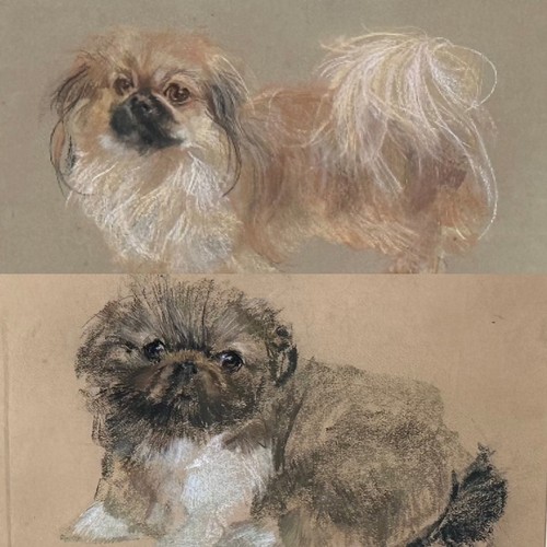 453 - Two x Neil Forster (1939-2016), Pekinese
pastel, and Pekinese Puppy
pastel, 28 x 42 cm, 20.5 x 40 cm
