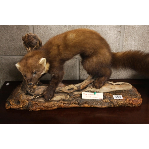 453 - MOUNTED PINE MARTIN