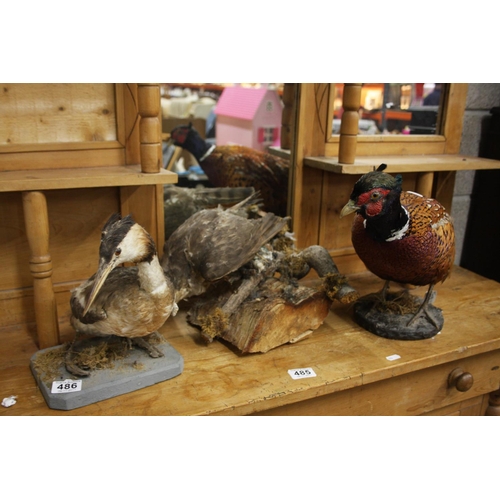 486 - TAXIDERMY ITEMS X 3