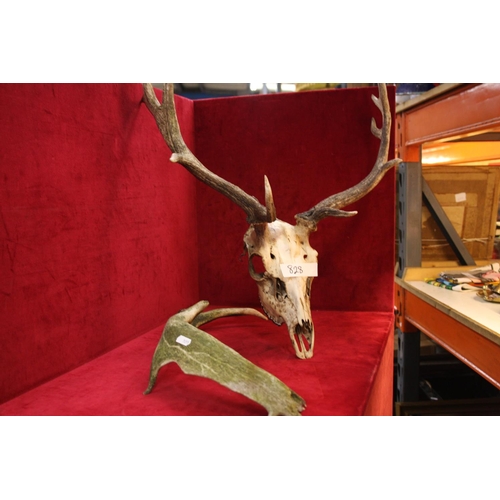 828 - LOT OF ANTLERS