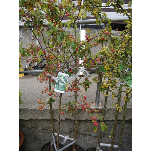 122 - 3 CRAB APPLE TREES