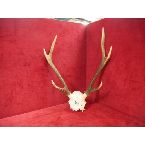 260 - SET OF ANTLERS