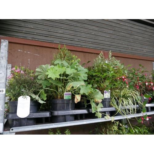 149 - SHELF OF PLANTS