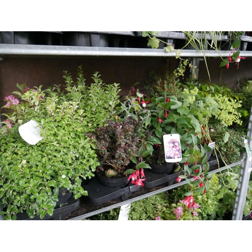 150 - SHELF OF PLANTS