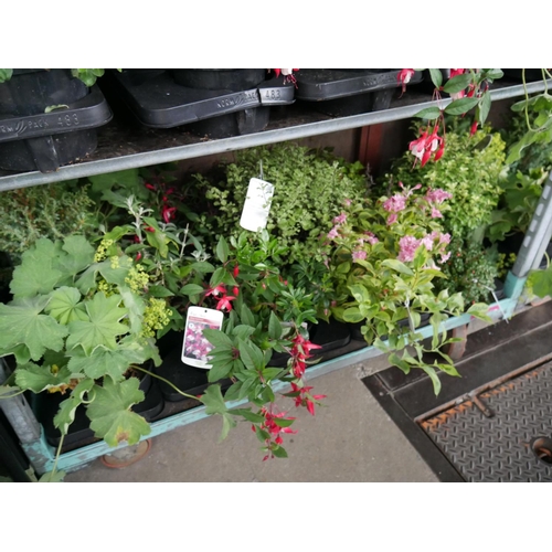 151 - SHELF OF PLANTS