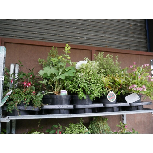 152 - SHELF OF PLANTS