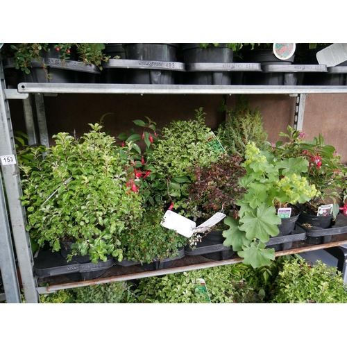 153 - SHELF OF PLANTS