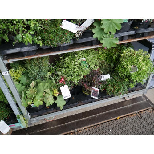 154 - SHELF OF PLANTS