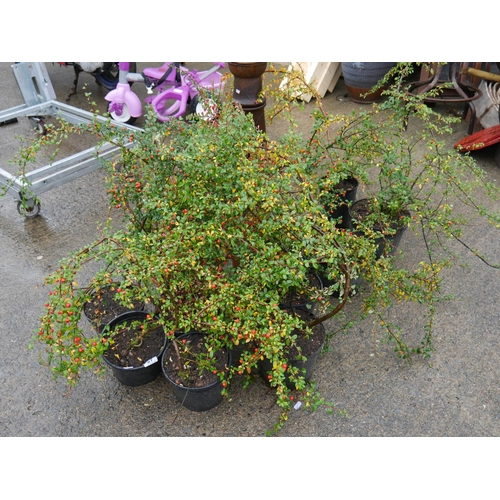 27 - LOT OF SHRUBS