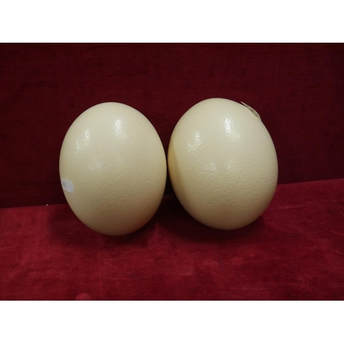 254 - 2 OSTRICH EGGS