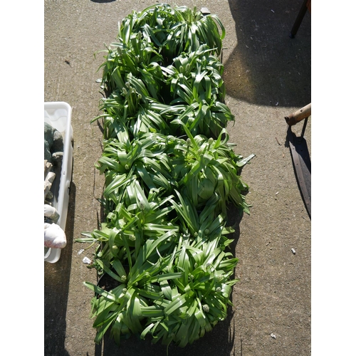 67 - LOT OF PLANTS