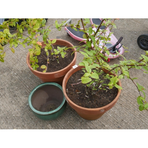 65 - 2 TERRACOTTA POTS WITH TREES PLUS PLANTER