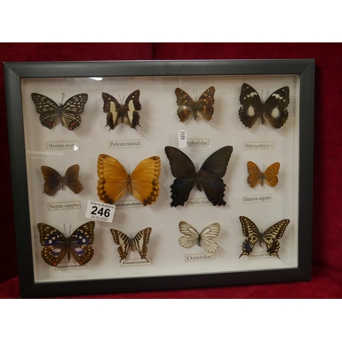 246 - DISPLAY OF BUTTERFLIES