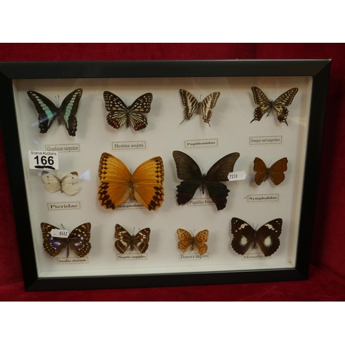 166 - BUTTERFLY DISPLAY