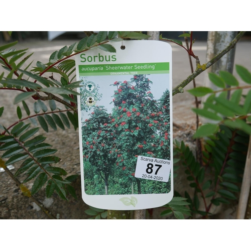 87 - 3 SORBUS TREES