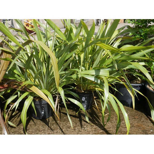 94 - 2 PHORMIUM TREES