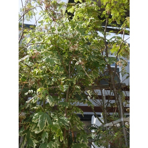 88 - 3 VARIEGATED ACER TREES