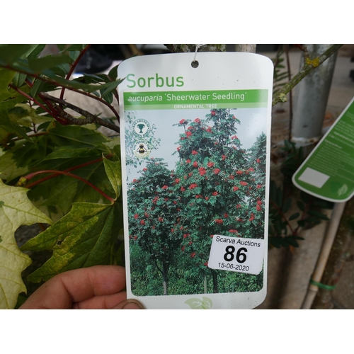 86 - 3 SORBUS TREES