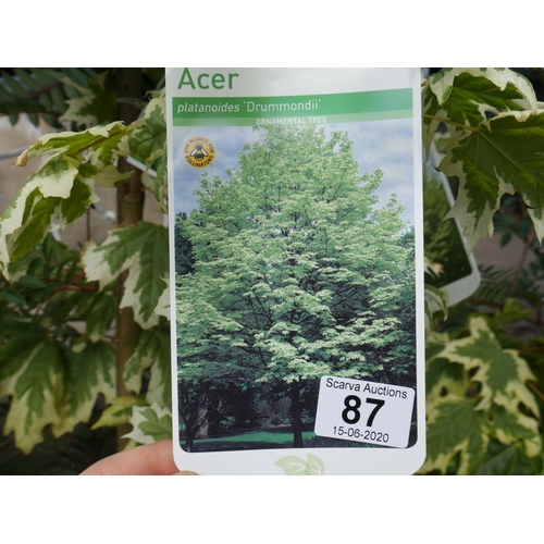 87 - 3 ACER TREES