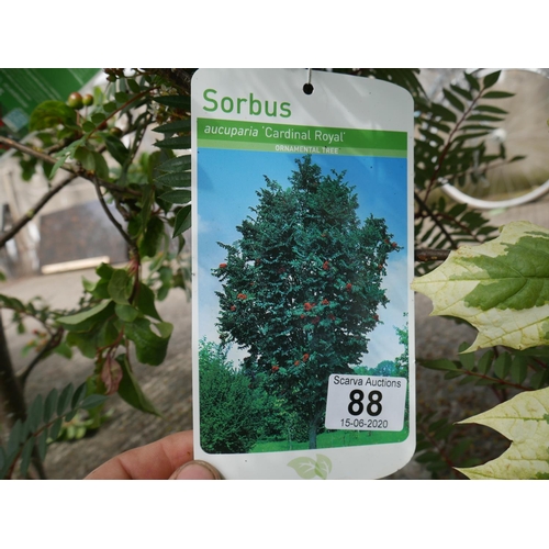 88 - 3 SORBUS TREES