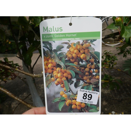 89 - 3 MALUS TREES