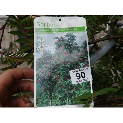 90 - 3 SORBUS TREES