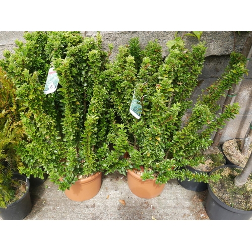 91 - 2 EUONYMUS SHRUBS