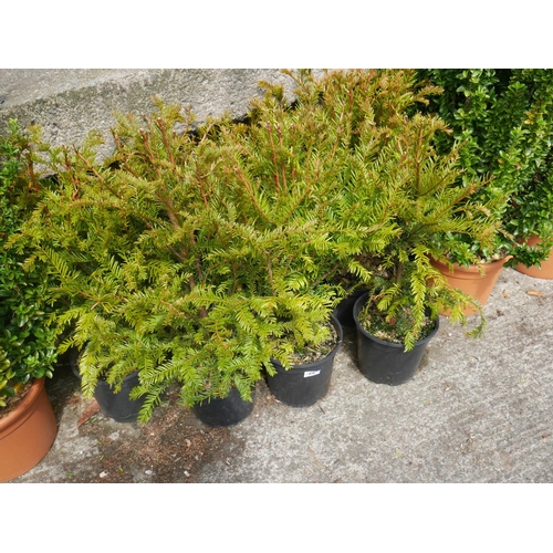 92 - 7 YEW SHRUBS