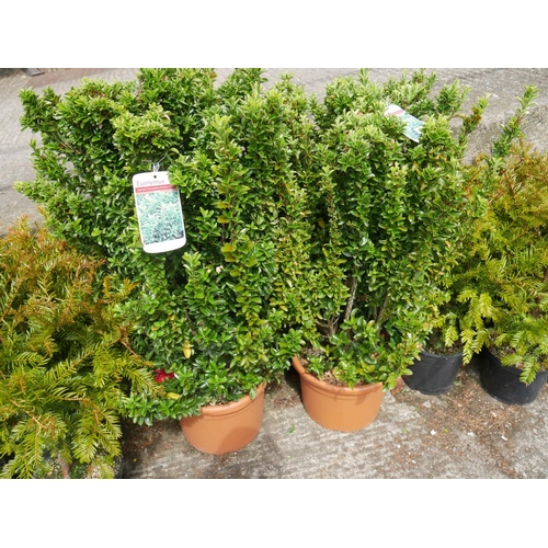 93 - 2 EUONYMUS SHRUBS