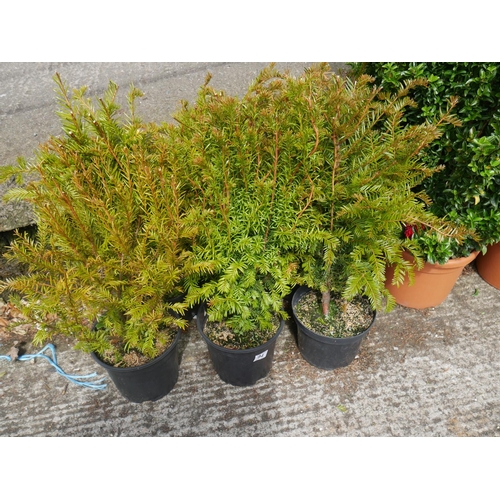 94 - 6 YEW SHRUBS