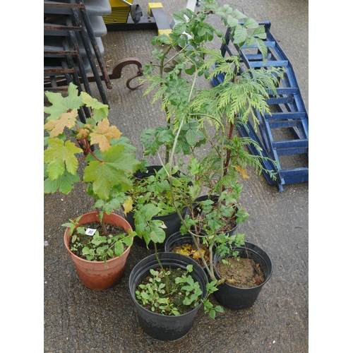 80 - SELECTION OF SAPLINGS