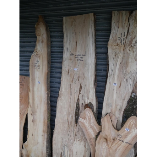 178 - LARGE SLAB OF SPALTED BEECH