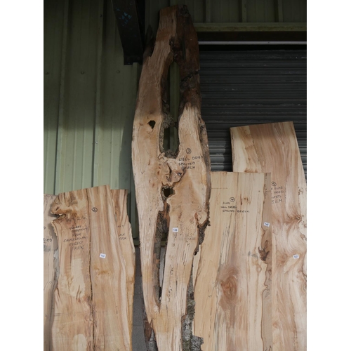 149 - LARGE PIECE OF SPALTED BEECH